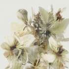 Hill Flowers Art Print