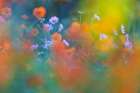 The Colorful Garden Art Print