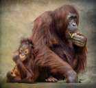 Secure Attachment Art Print