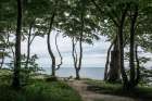 Forest At The Sea 2 Art Print