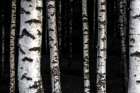 Birch Trees 8 Art Print
