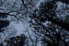 Looking Up 1 Art Print