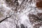 Looking Up 2 Art Print