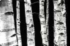Birch Trees Art Print