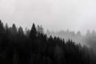 Foggy Woods 7 Art Print