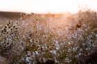 Summer Morning 7 Art Print