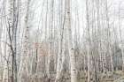 Birch Trees 9 Art Print