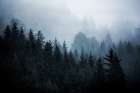 Foggy Woods 5 Art Print