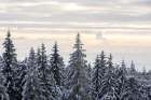 Snow Covered Trees 8 Art Print