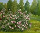 Wild Roses Art Print