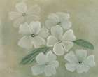 White Primula Art Print