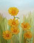 Field of Yellow Daisies Art Print