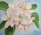 Apple Blossom Art Print