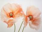 Poppies 3 Art Print