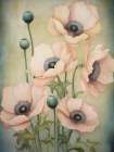 Poppies 16 Art Print