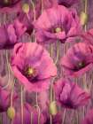 Poppies 17 Art Print