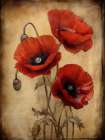 Poppies 18 Art Print