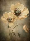 Poppies 20 Art Print