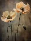Poppies 21 Art Print