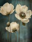 Poppies 22 Art Print