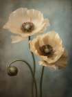 Poppies 23 Art Print