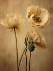 Poppies 24 Art Print