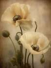 Poppies 25 Art Print