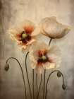 Poppies 27 Art Print