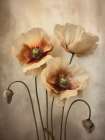 Poppies 30 Art Print