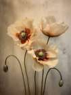 Poppies 36 Art Print