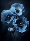 Poppies 7 Art Print