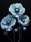 Poppies 8 Art Print