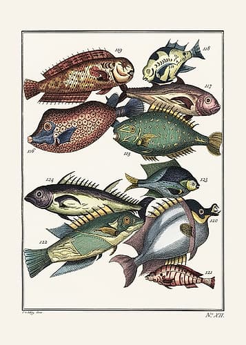 Exotic Fish (1767) By J V Schley Art Print