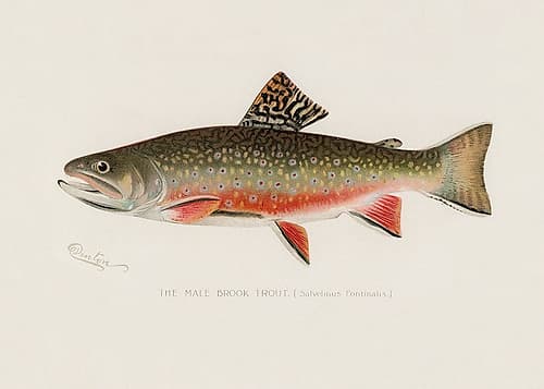 Male Brook Trout Art Print