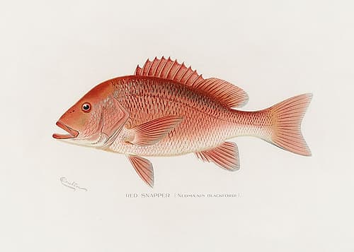Red Snapper Art Print