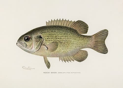Rock Bass (Ambloplites Rupestris) By Sherman F. Denton (1856 1937) Art Print