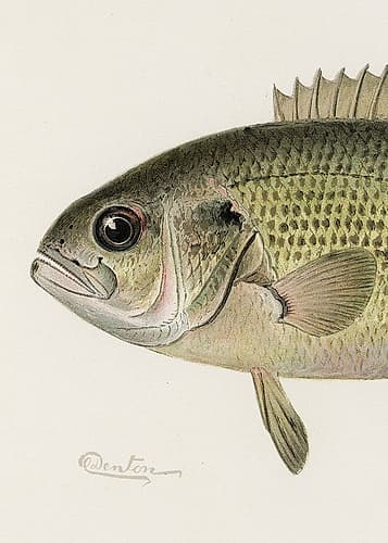 Rock Bass Crop Art Print