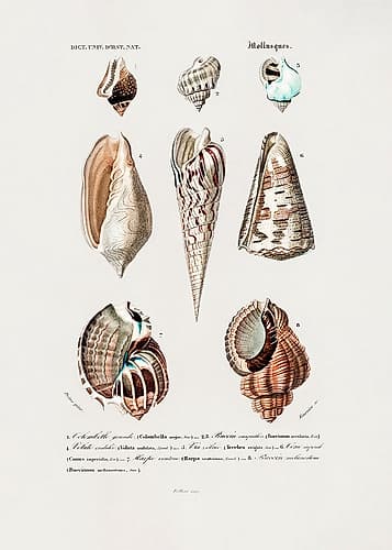 Sealife I Art Print