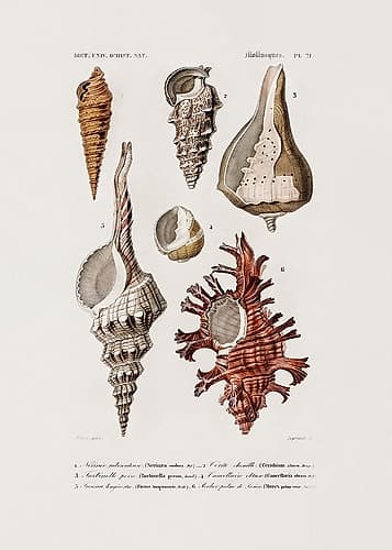 Sealife Ii Beach Print