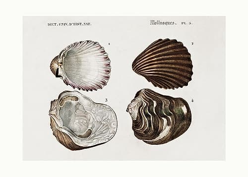 Sealife Iii Art Print