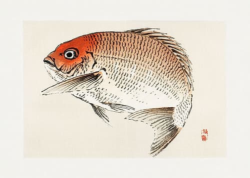 Tai (Red Seabream) Fish Art Print