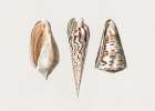 Three Mollusks Crop Art Print