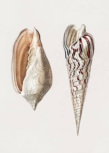 Two Mollusks Crop Ii Art Print by Pictufy