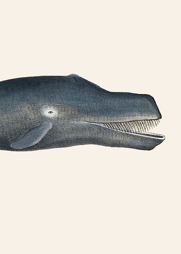 Whale I Tight Crop Handcolored Sealife Lithograph 1824 Art Print