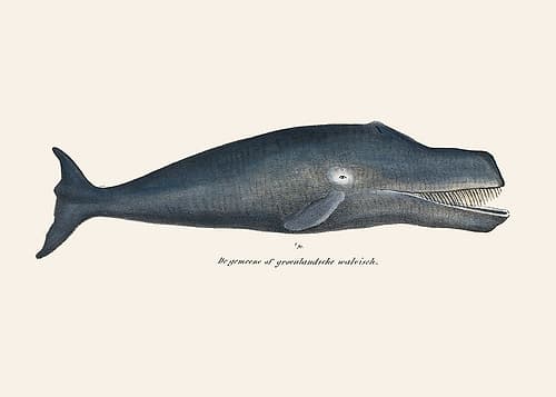 Whale I Antique Handcolored Sealife Lithograph 1824 Art Print