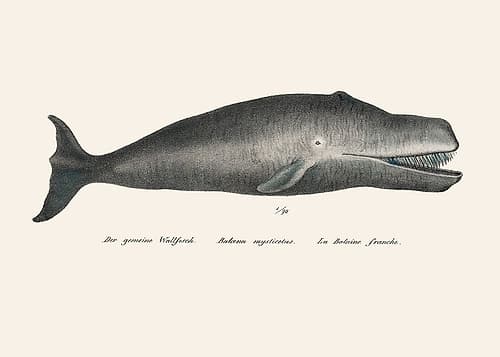 Whale Ii Antique Handcolored Sealife Lithograph 1824 Art Print