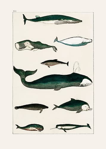Vintage Whale Poster Art Print