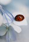 Ladybug Art Print
