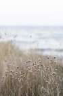 Coast Landscapes 4 Art Print