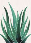 Desert Agave 5x7 Art Print